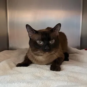 Klaus