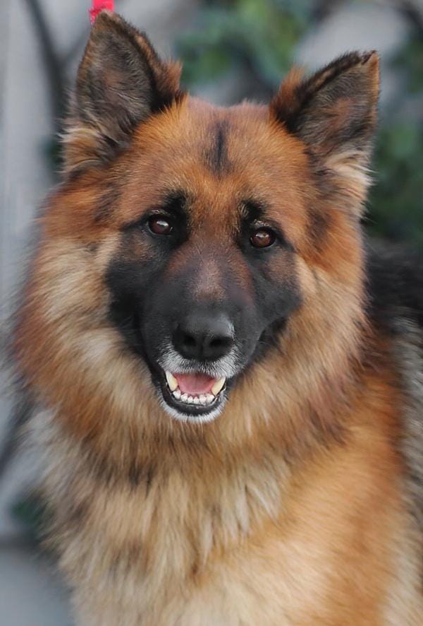 *Ryder von Reinsfeld