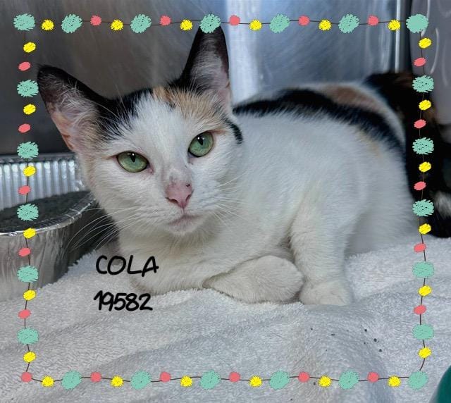 COLA