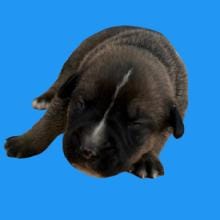 TUSC-Stray-83159_2_3_4_5