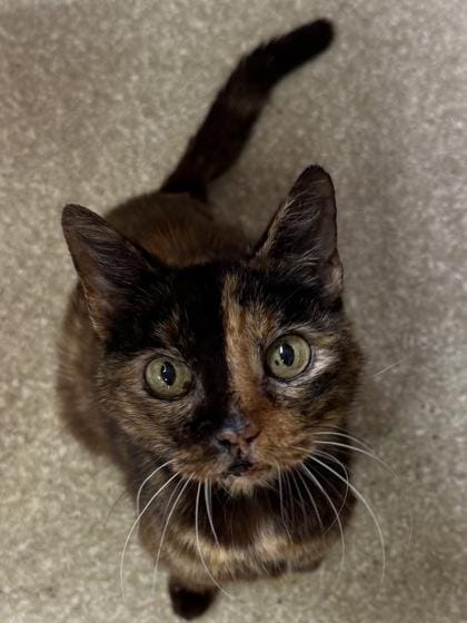 Callie -Available as an outdoor cat