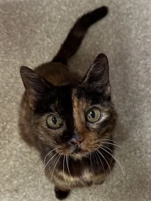 Callie -Available as an outdoor cat