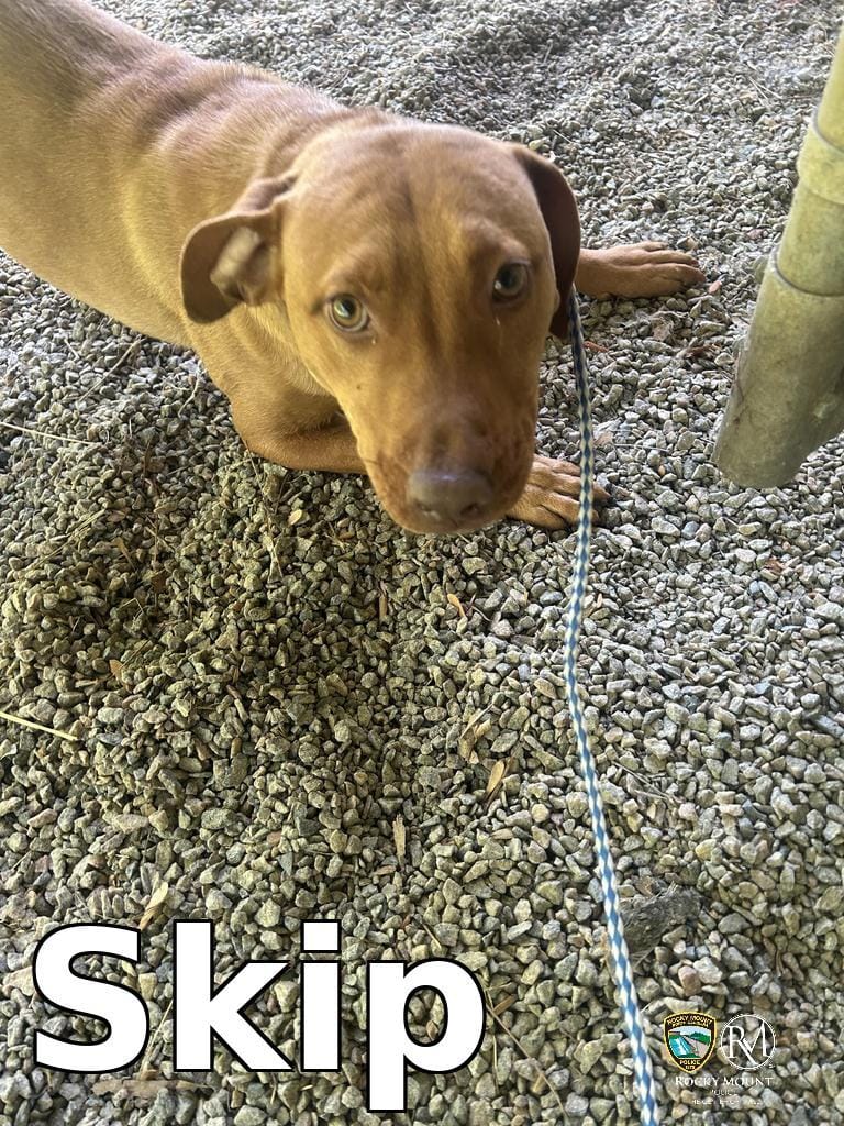 Skip
