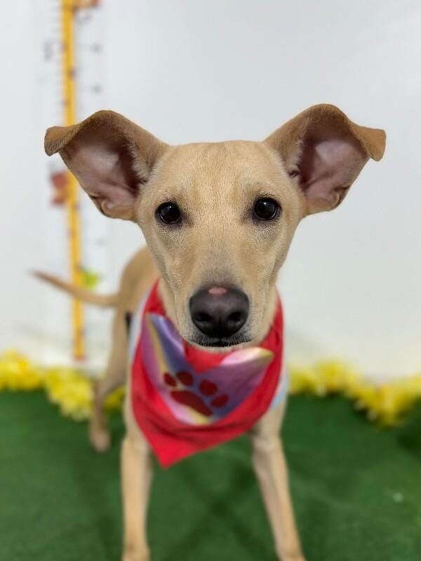 Ludmila-One of our Amazing Rescue Dogs