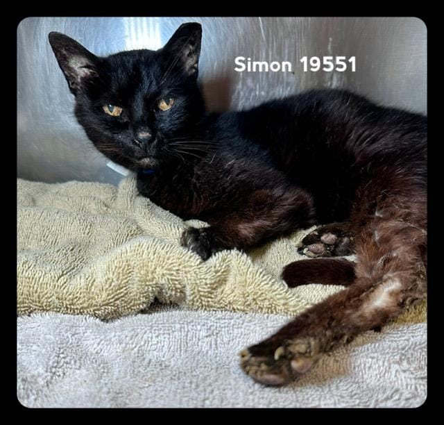 SIMON