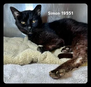 SIMON