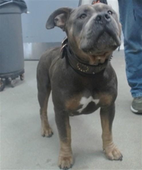 TYSON