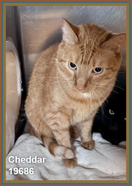 CHEDDAR (see also OSIRIS)