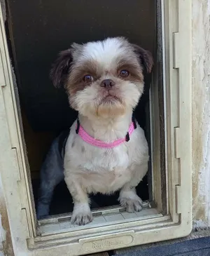 Daisy