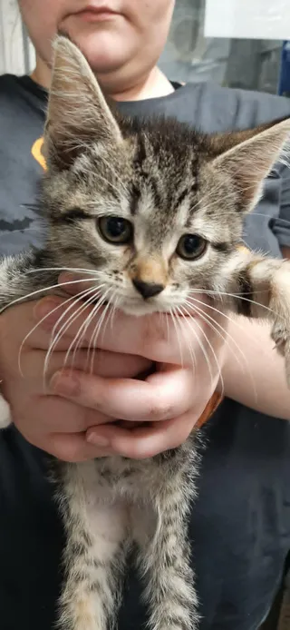 Penny