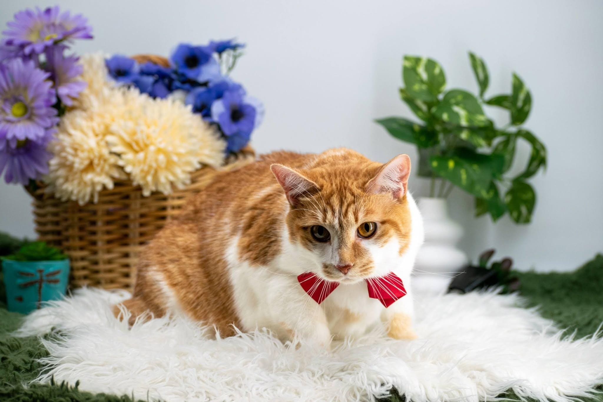 Alvin