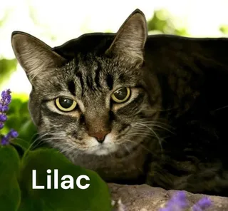 Lilac