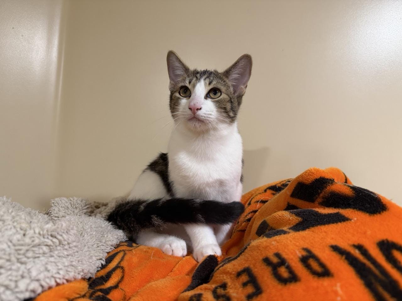 animal-shelters-near-me-find-paw-pal