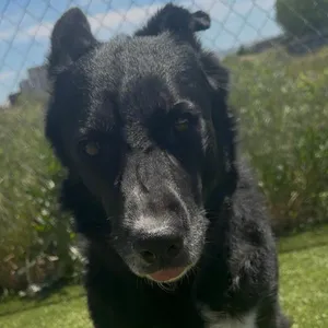 Leah-BC-Stray
