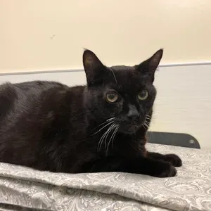 Oliver