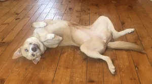 Stella