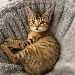 Bashful