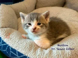 Horton