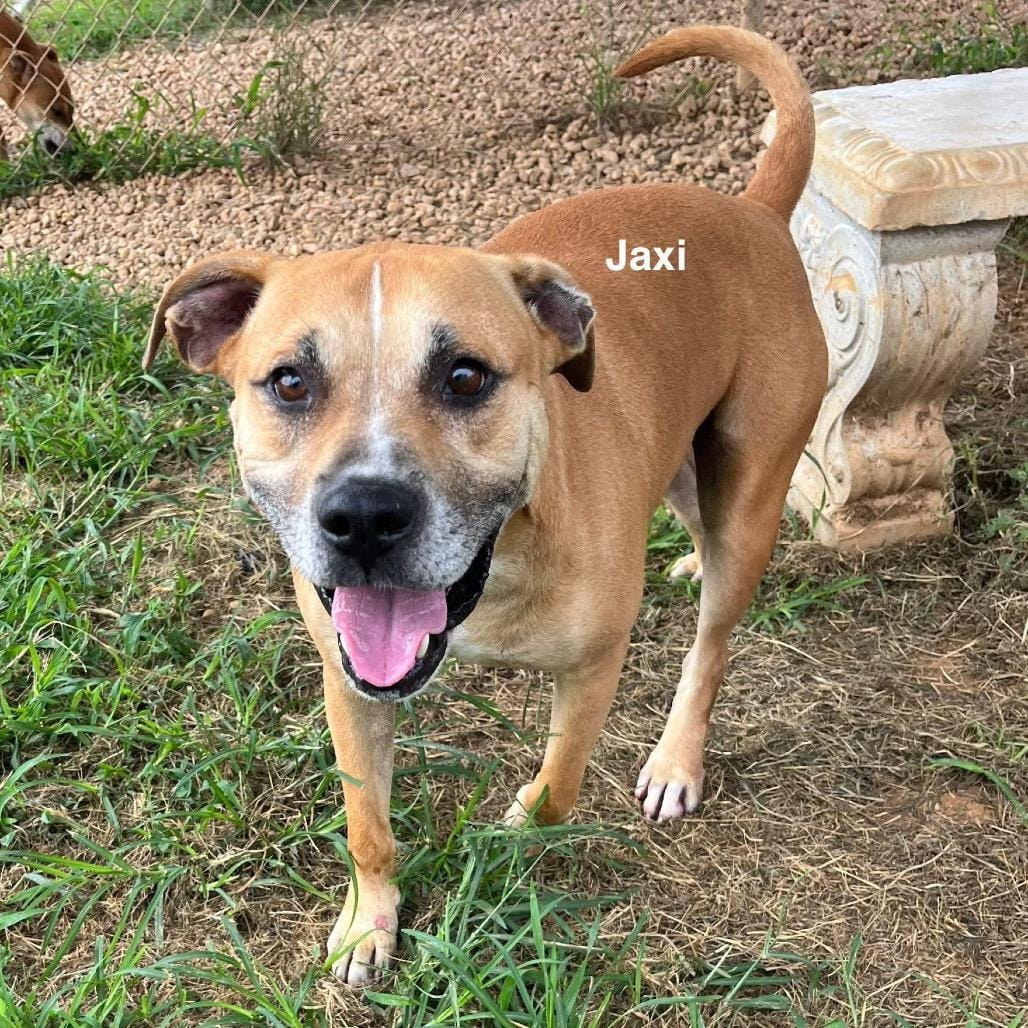 Adopt Jaxi Today - Find Paw Pal