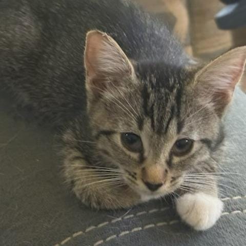 Pixie