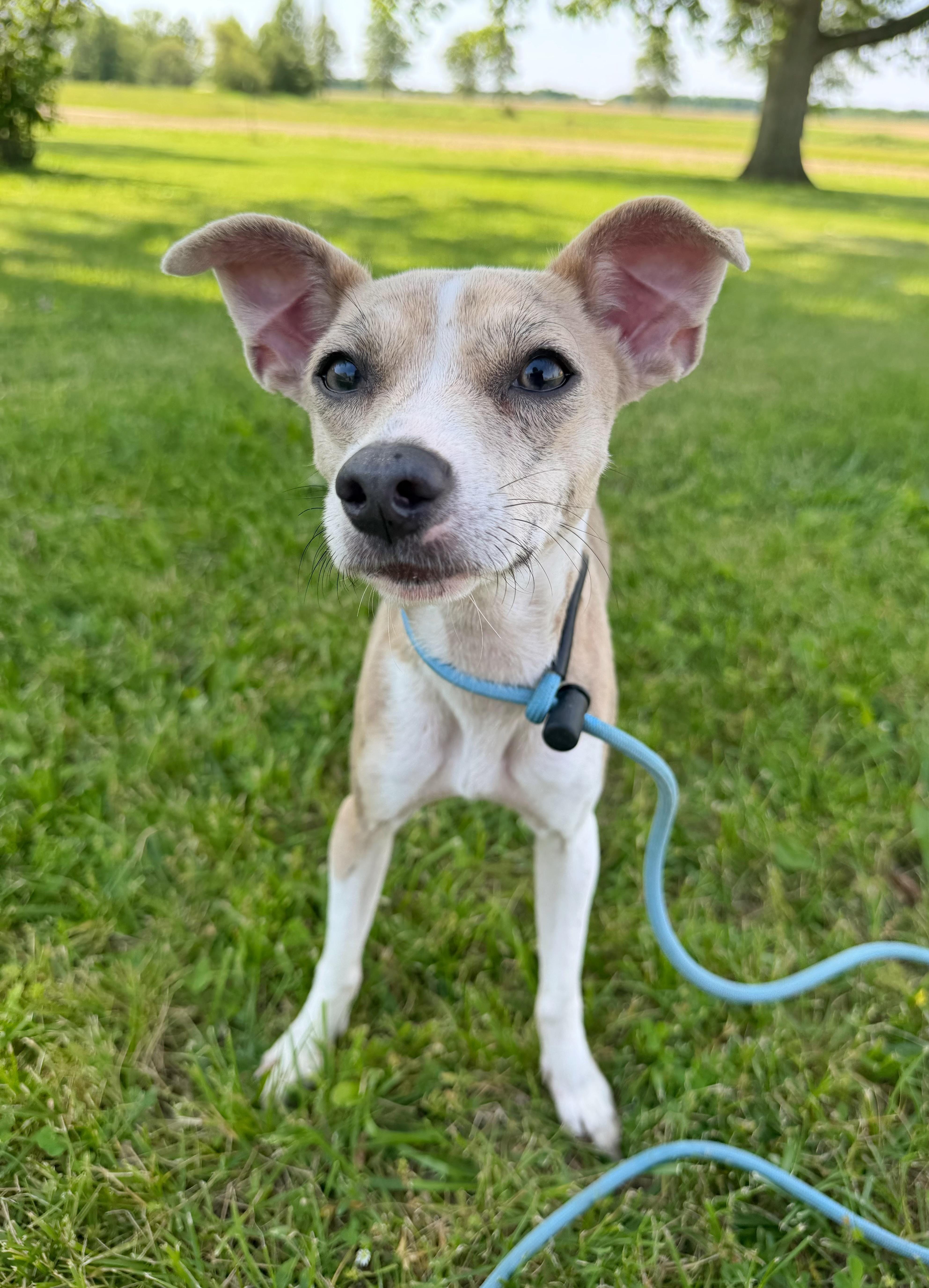 Guppy