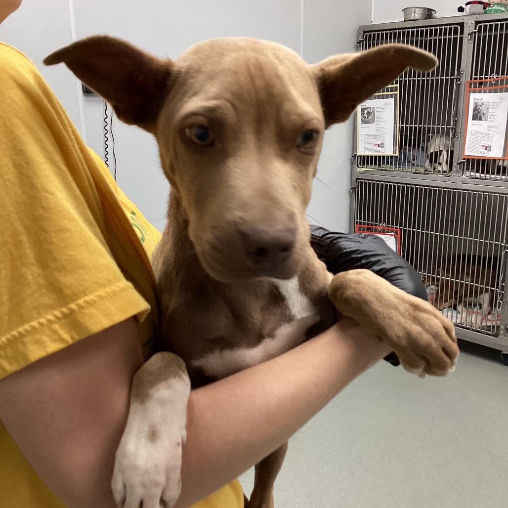 Humane Society Near Me Find Paw Pal humane-society-near-me-find-paw-pal