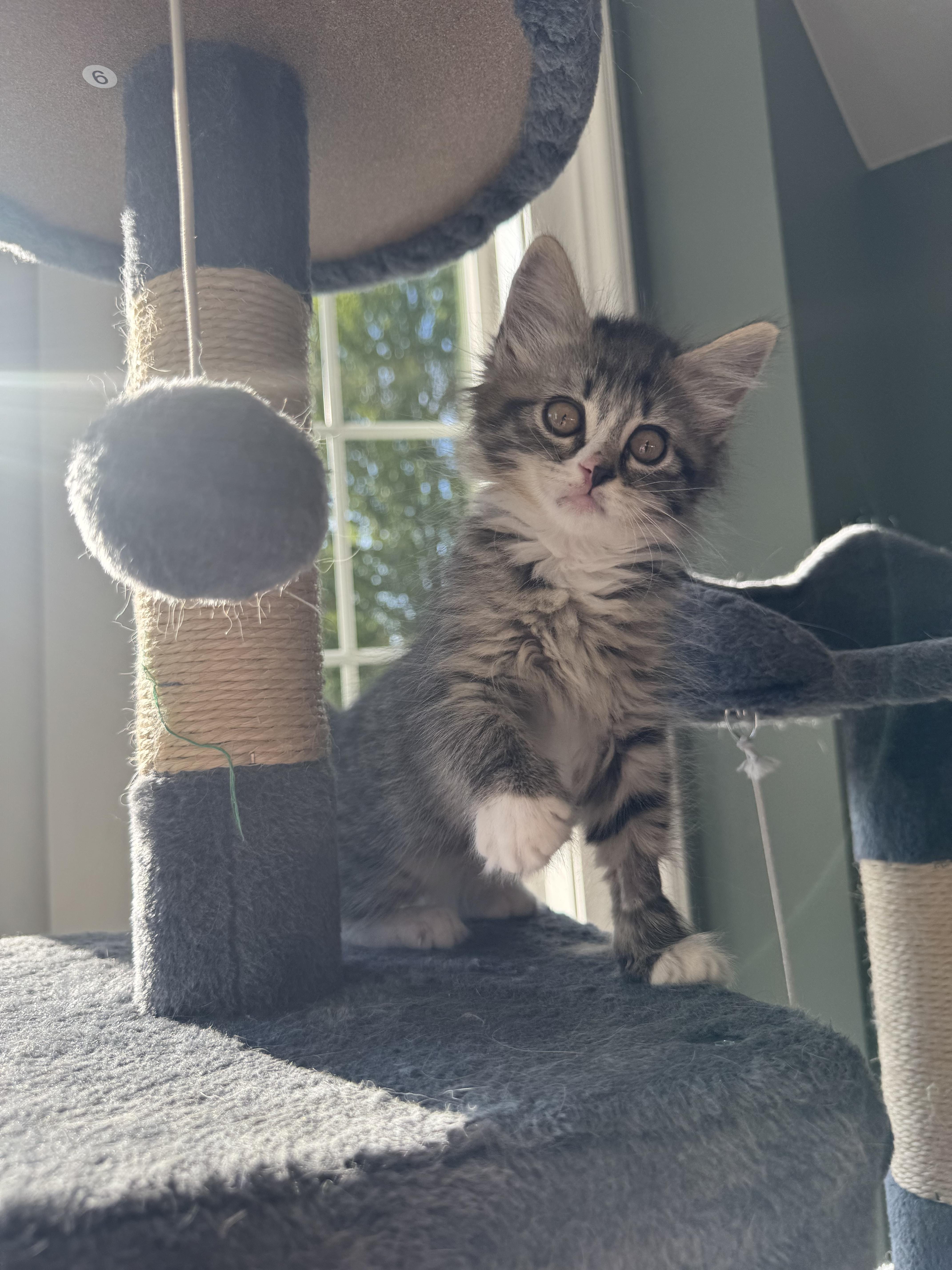 Juni