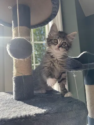 Juni