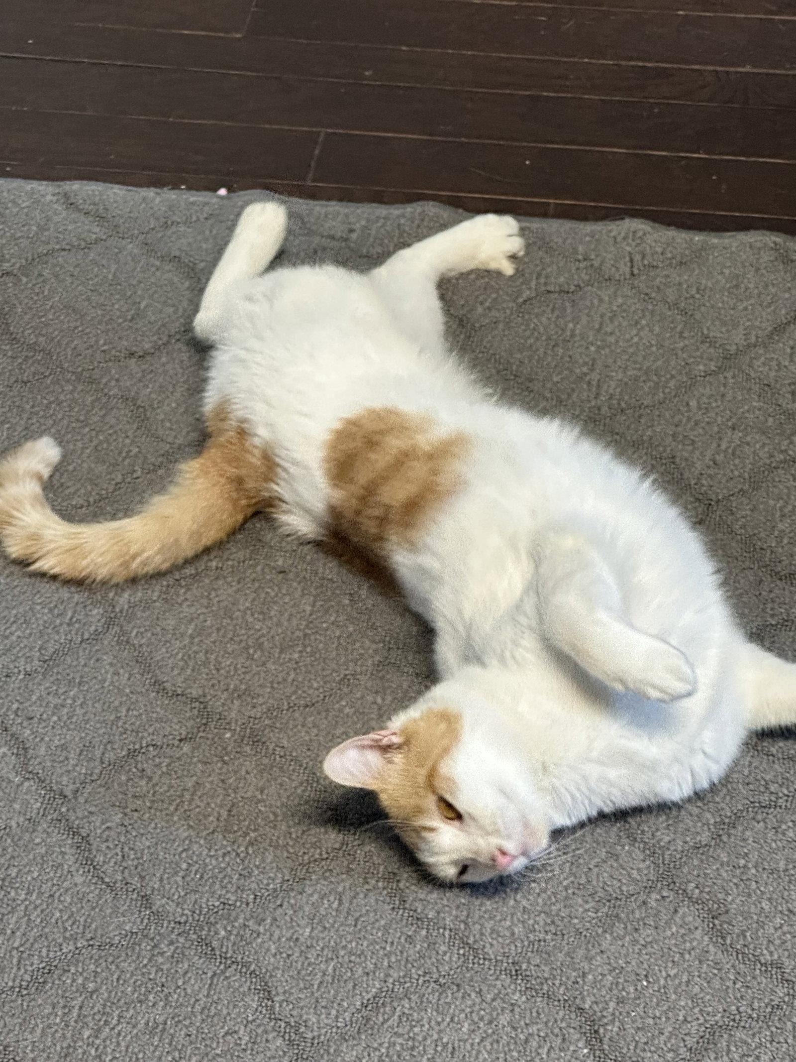 Apollo