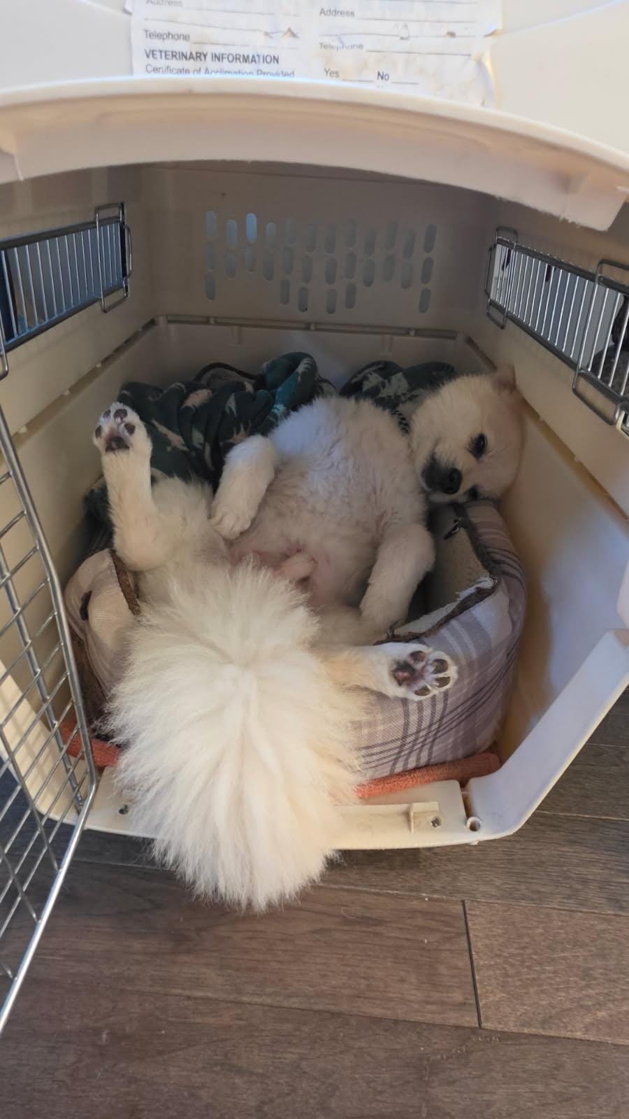 Mr Fluffy - Mr Personality- foster to adopt