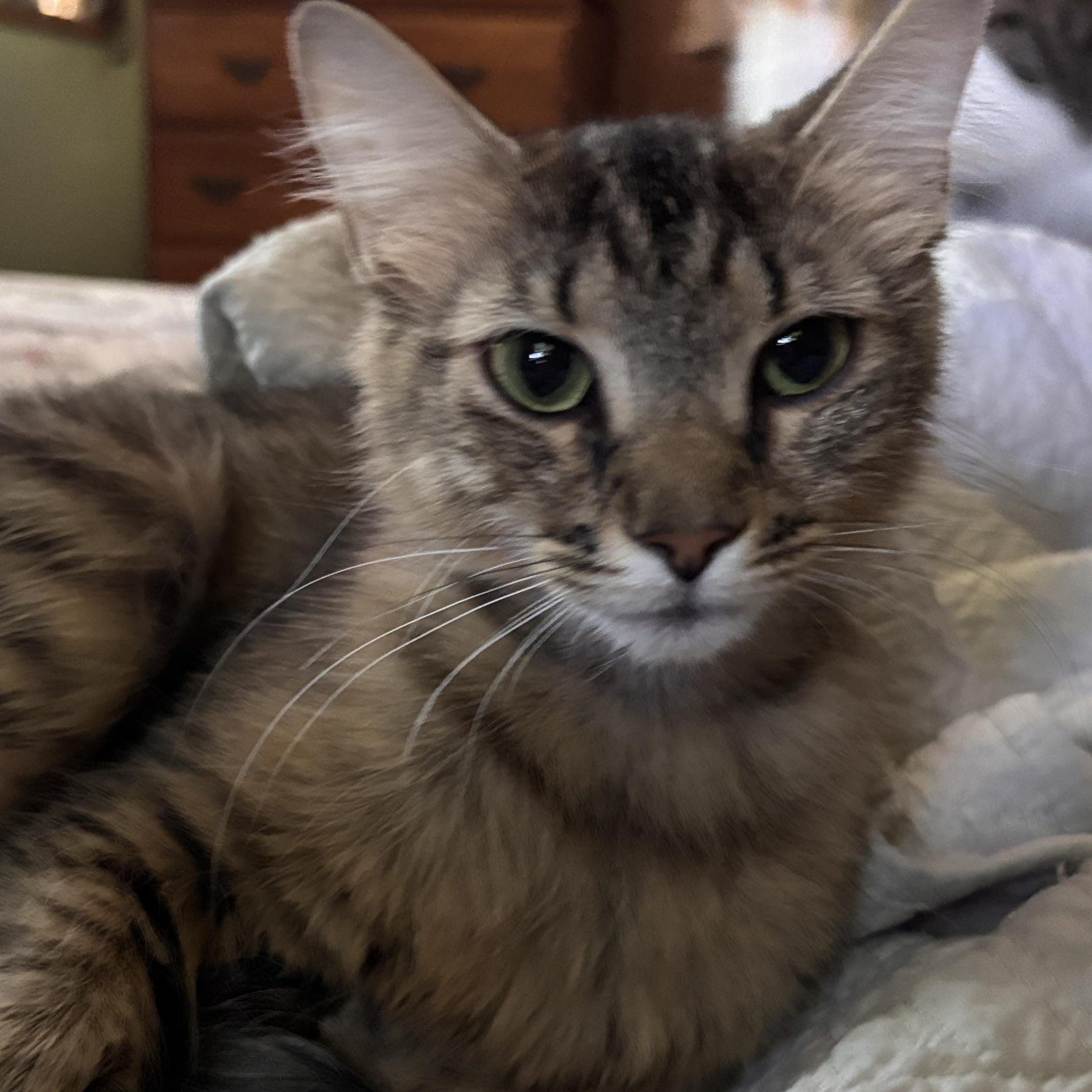 Nala