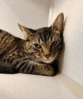 Leo