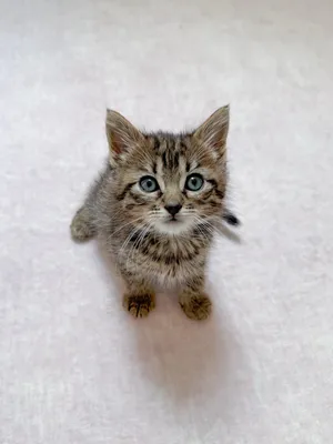 Liam