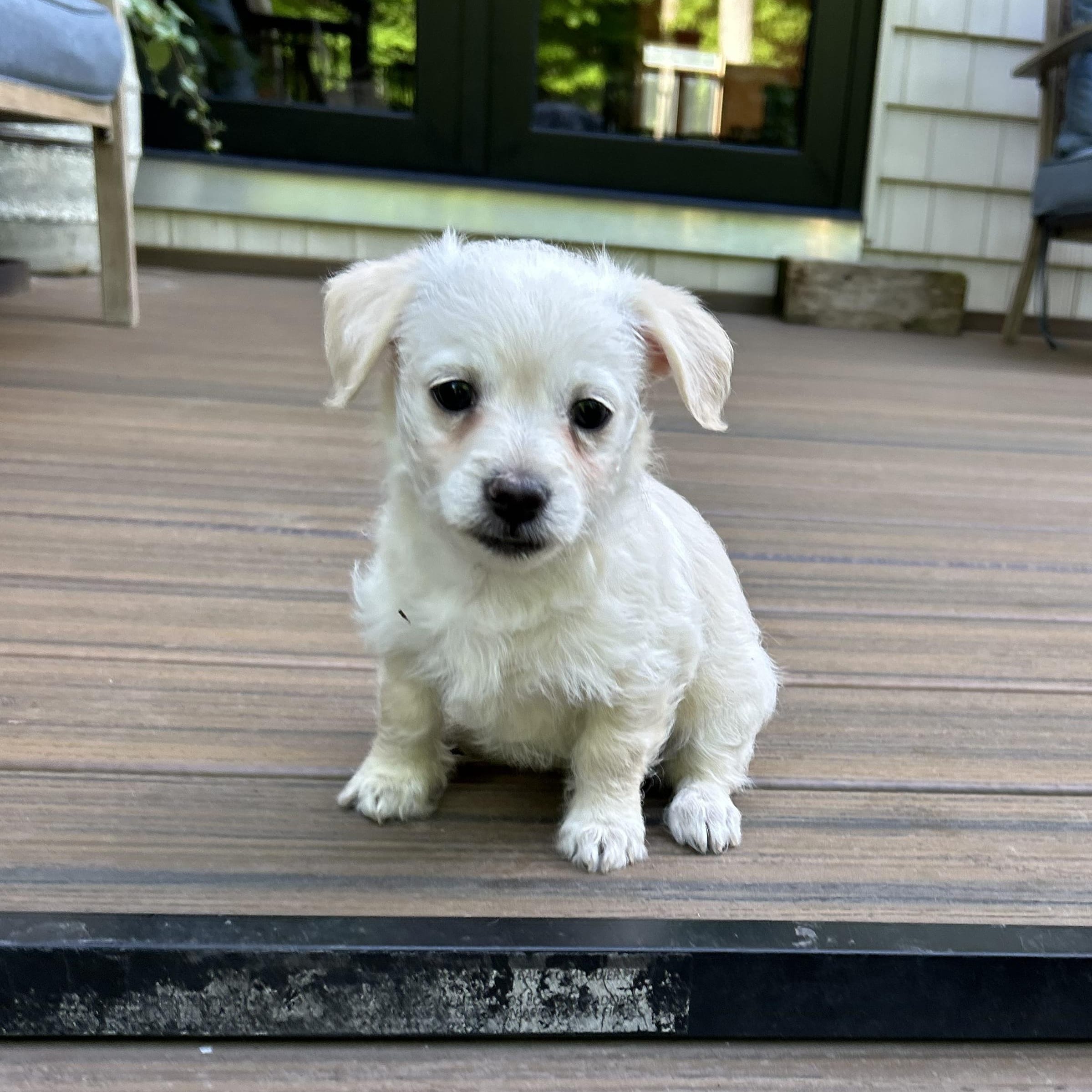 Pippa