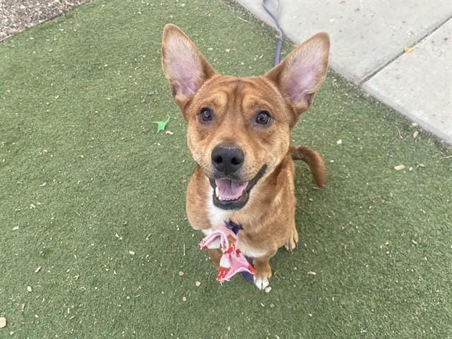 Adopt CALEB Today - Find Paw Pal