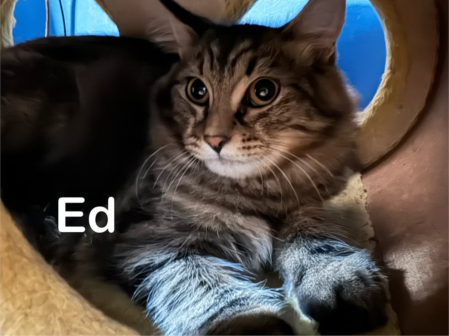 Ed