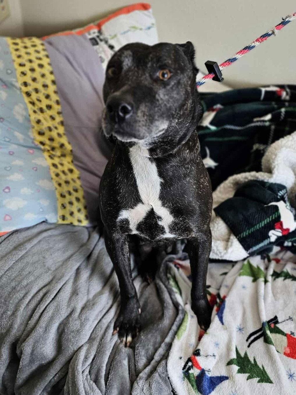 Adopt Coco Today - Find Paw Pal