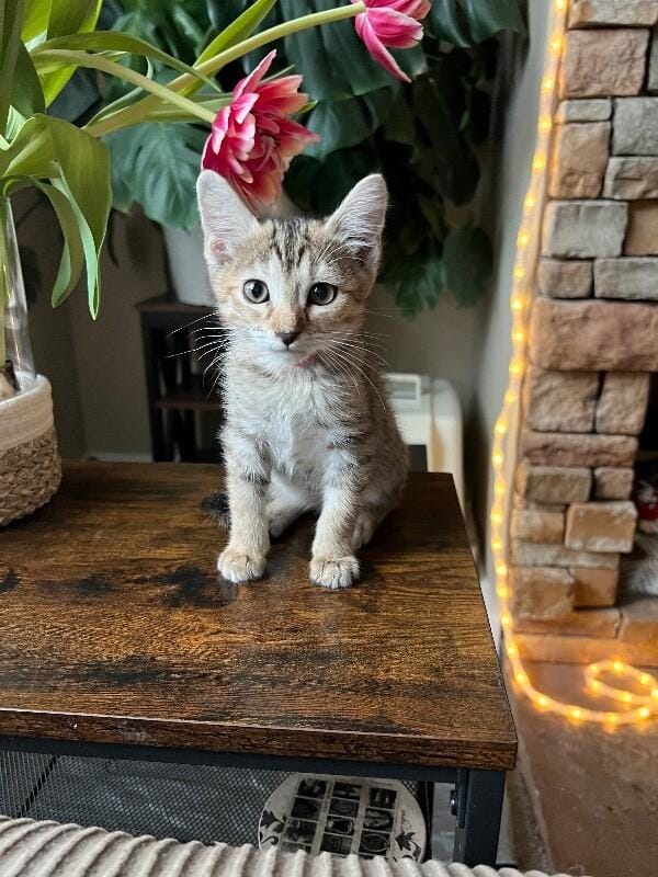 Ember - Earth Litter
