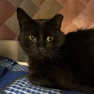 Minushka