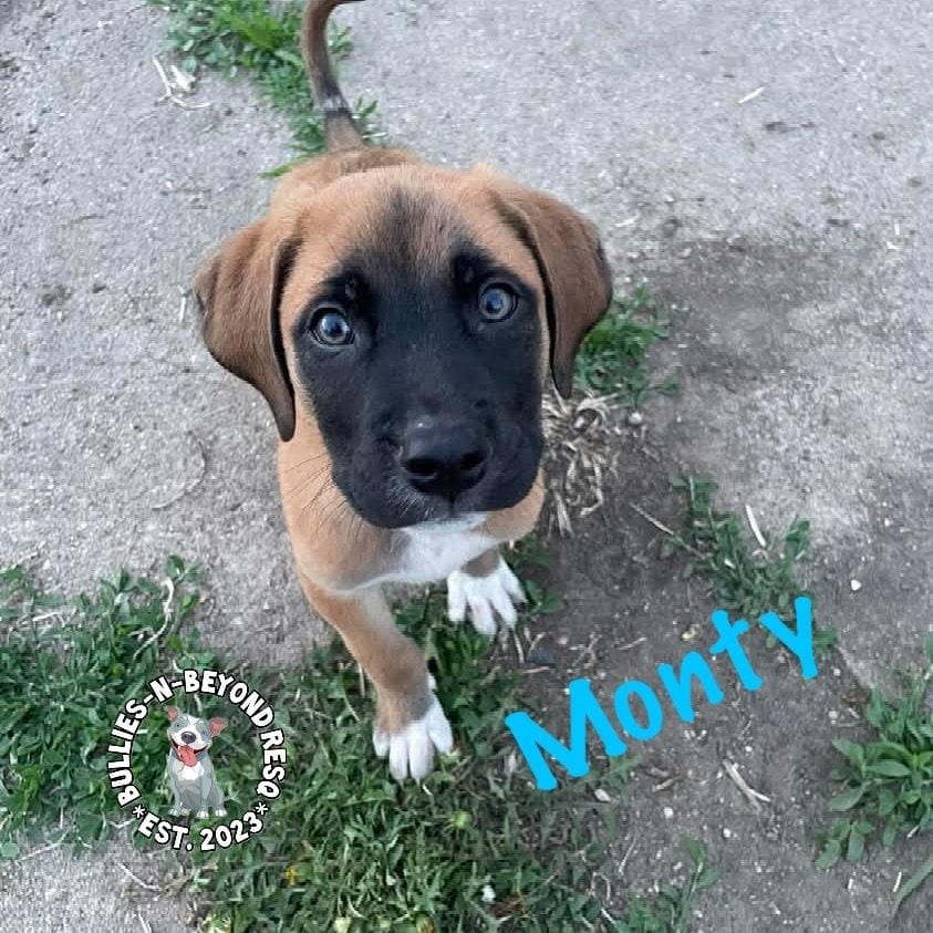 The M Litter: Monty