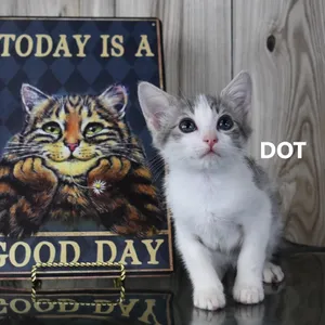 Dot