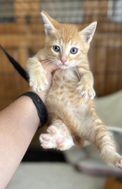 Hansel