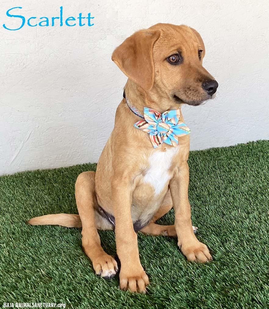 Scarlett