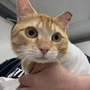 Clyde