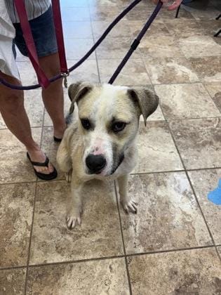 Buddy $85 Fostered