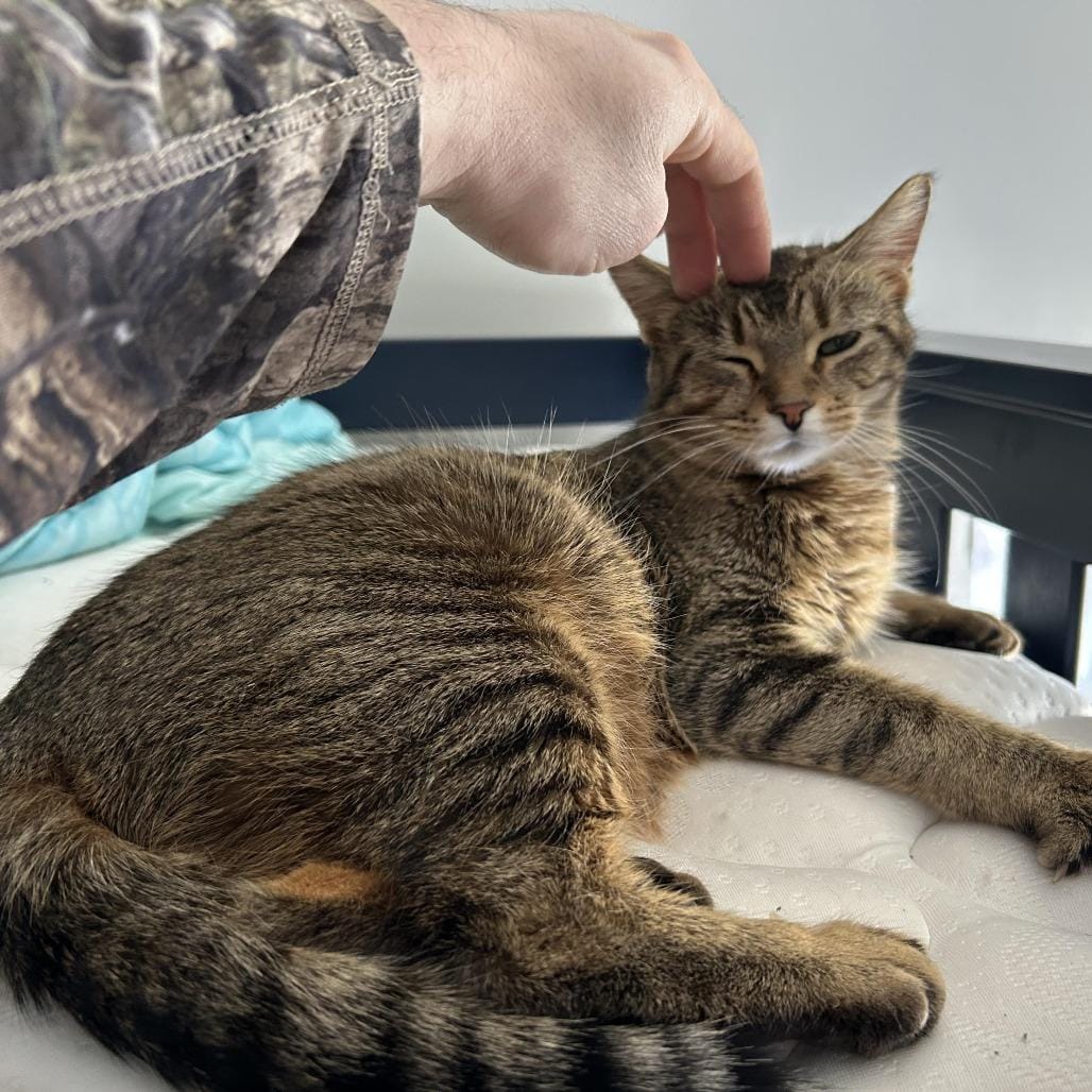 Mittens C10799