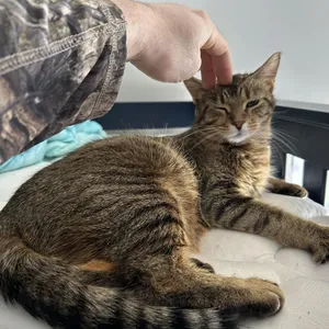 Mittens C10799