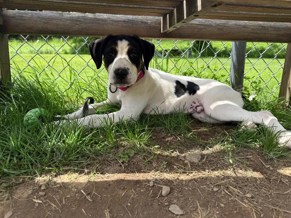 Moe (FOSTERED LOCALLY)