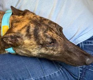 Dutchie  (Vorhees)