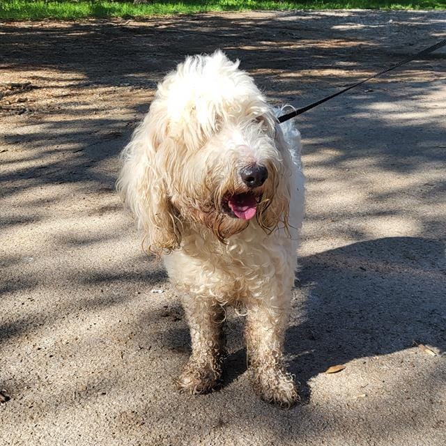 SAM